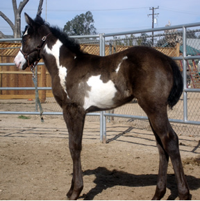 black and white foal